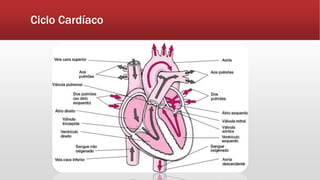 Ciclo Cardíaco
 