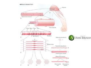 MÚSCULO ESQUELÉTICO
 