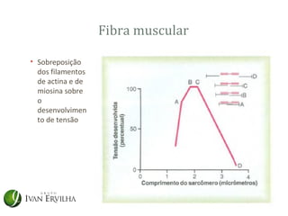 Fibra muscular

• Sobreposição
  dos filamentos
  de actina e de
  miosina sobre
  o
  desenvolvimen
  to de tensão
 