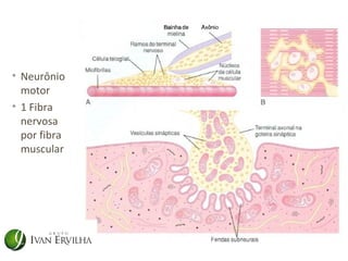 • Neurônio
  motor
• 1 Fibra
  nervosa
  por fibra
  muscular
 