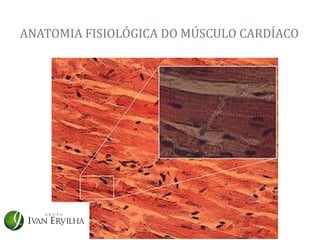 ANATOMIA FISIOLÓGICA DO MÚSCULO CARDÍACO
 