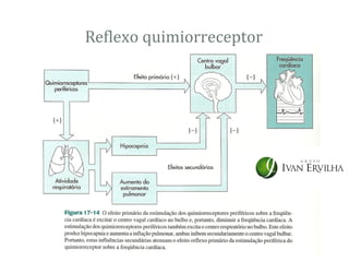 Reflexo quimiorreceptor
 