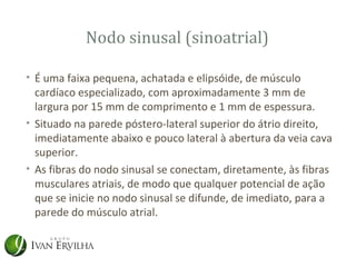 Nodo sinusal (sinoatrial)

• É uma faixa pequena, achatada e elipsóide, de músculo
  cardíaco especializado, com aproximadamente 3 mm de
  largura por 15 mm de comprimento e 1 mm de espessura.
• Situado na parede póstero-lateral superior do átrio direito,
  imediatamente abaixo e pouco lateral à abertura da veia cava
  superior.
• As fibras do nodo sinusal se conectam, diretamente, às fibras
  musculares atriais, de modo que qualquer potencial de ação
  que se inicie no nodo sinusal se difunde, de imediato, para a
  parede do músculo atrial.
 