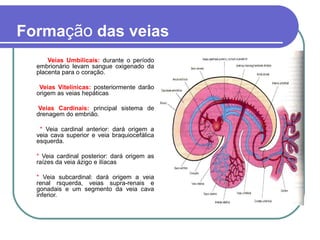 Formação das veias
Veias Umbilicais: durante o período
embrionário levam sangue oxigenado da
placenta para o coração.
Veias Vitelínicas: posteriormente darão
origem as veias hepáticas
Veias Cardinais: principal sistema de
drenagem do embrião.
* Veia cardinal anterior: dará origem a
veia cava superior e veia braquiocefálica
esquerda.
* Veia cardinal posterior: dará origem as
raízes da veia ázigo e ilíacas
* Veia subcardinal: dará origem a veia
renal rsquerda, veias supra-renais e
gonadais e um segmento da veia cava
inferior.
 