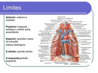 Limites
Anterior- esterno e
costelas
Posterior- traqueia,
esófago e artéria aorta
ascendente
Superior- grandes vasos
do coração
Inferior-diafragma
A direita- pulmão direito
A esquerda-pulmão
esquerdo
 