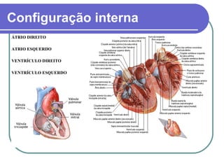 Configuração interna
ÁTRIO DIREITO
ATRIO ESQUERDO
VENTRÍCULO DIREITO
VENTRÍCULO ESQUERDO
 