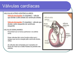 Válvulas cardíacas
VALVULAS ATRIO-VENTRICULARES:
Válvula tricúspide (3 cúspides) – válvula
que divide o atrio direito do ventrículo direito.
Válvula bicúspide (3 cúspides) - válvula que
divide o atrio esquerdo do ventrículo
esquerdo
VALVULAS SEMILUNARES
Encontram-se no tronco pulmonar e na artéria
aorta.
Estas válvulas têm como função evitar que o
sangue que sai do coração pelo ventrículo direito,
reflua.
As válvulas são compostas por 3 porções em
forma de meia lua e estão fixadas às paredes das
artérias.
 