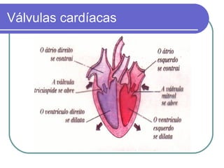 Válvulas cardíacas
 