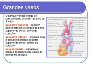 Grandes vasos
O sangue venoso chega ao
coração (atrio direito) – através de
3 veias:
Veia cava superior – canaliza
para o coração o sangue da parte
superior do corpo, acima do
coração.
Veia cava inferior – canaliza para
o coração o sangue da parte
superior do corpo, abaixo do
coração.
Seio coronário – canaliza o
sangue da maioria dos vasos da
parede do coração.
 