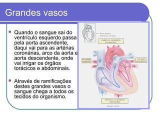 Grandes vasos
 Quando o sangue sai do
ventrículo esquerdo passa
pela aorta ascendente,
daqui vai para as artérias
coronárias, arco da aorta e
aorta descendente, onde
vai irrigar os órgãos
torácicos e abdominais.
 Através de ramificações
destes grandes vasos o
sangue chega a todos os
tecidos do organismo.
 