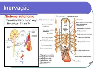 Inervação
Sistema autonomo
Parassimpático- Nervo vago
Simpáticos- T1 ate T4
 
