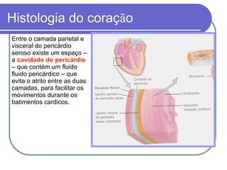 Histologia do coração
Entre o camada parietal e
visceral do pericárdio
seroso existe um espaço –
a cavidade do pericárdio
– que contém um fluido
fluido pericárdico – que
evita o atrito entre as duas
camadas, para facilitar os
movimentos durante os
batimentos cardicos.
 