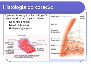 Histologia do coração
A parede do coração é formada por 3
camadas, do exterior para o interior:
Epicárdio(externa)
Miocárdio(média)
Endocárdio(interna)
 