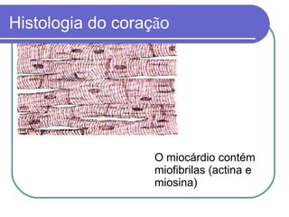 Histologia do coração
O miocárdio contém
miofibrilas (actina e
miosina)
 