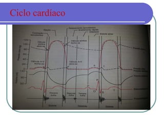 Ciclo cardíaco
 