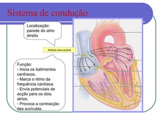 Nódulo sino-autrial
Localização:
parede do atrio
direito
Função:
- Inicia os batimentos
cardíacos.
- Marca o ritmo da
frequência cardíaca.
- Envia potenciais de
acção para os dois
atrios.
- Provoca a contracção
das aurículas.
Sistema de condução
 