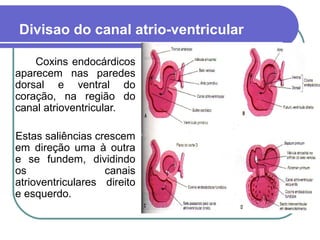 Divisao do canal atrio-ventricular
Coxins endocárdicos
aparecem nas paredes
dorsal e ventral do
coração, na região do
canal atrioventricular.
Estas saliências crescem
em direção uma à outra
e se fundem, dividindo
os canais
atrioventriculares direito
e esquerdo.
 