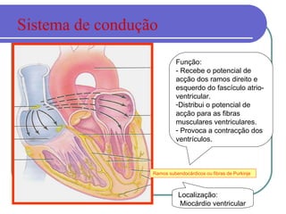 Ramos subendocárdicos ou fibras de Purkinje
Localização:
Miocárdio ventricular
Função:
- Recebe o potencial de
acção dos ramos direito e
esquerdo do fascículo atrio-
ventricular.
-Distribui o potencial de
acção para as fibras
musculares ventriculares.
- Provoca a contracção dos
ventrículos.
Sistema de condução
 