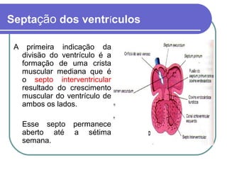 Septação dos ventrículos
A primeira indicação da
divisão do ventrículo é a
formação de uma crista
muscular mediana que é
o septo interventricular
resultado do crescimento
muscular do ventrículo de
ambos os lados.
Esse septo permanece
aberto até a sétima
semana.
 