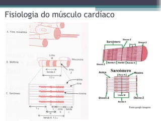 Fisiologia do músculo cardíaco
Fonte:google imagens
 