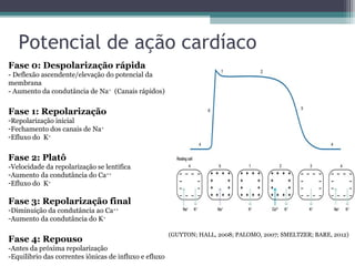 Potencial de ação cardíaco
Fase 0: Despolarização rápida
- Deflexão ascendente/elevação do potencial da
membrana
- Aumento da condutância de Na+
(Canais rápidos)
Fase 1: Repolarização
-Repolarização inicial
-Fechamento dos canais de Na+
-Efluxo do K+
Fase 2: Platô
-Velocidade da repolarização se lentifica
-Aumento da condutância do Ca++
-Efluxo do K+
Fase 3: Repolarização final
-Diminuição da condutância ao Ca++
-Aumento da condutância do K+
Fase 4: Repouso
-Antes da próxima repolarização
-Equilibrio das correntes iônicas de influxo e efluxo
(GUYTON; HALL, 2008; PALOMO, 2007; SMELTZER; BARE, 2012)
 