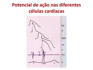 Potencial de ação nas diferentes
células cardíacas
 