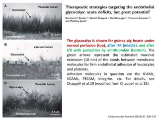 Cardiovascular Research (2010) 87, 300–310
The glycocalyx is shown for guinea pig hearts under
normal perfusion (top), after I/R (middle), and after
I/R with protection by antithrombin (bottom). The
green arrows represent the estimated maximal
extension (10 nm) of the bonds between membrane
molecules for firm endothelial adhesion of leucocytes
and platelets.
Adhesion molecules in question are the ICAMs,
VCAMs, PECAM, integrins, etc. For details, see
Chappell et al.19 (modified from Chappell et al.19).
 