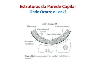 Estruturas da Parede Capilar
Onde Ocorre o Leak?
 