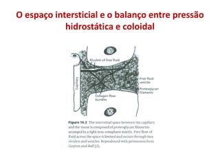 O espaço intersticial e o balanço entre pressão
hidrostática e coloidal
 