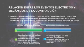RELACIÓN ENTRE LOS EVENTOS ELÉCTRICOS Y
MECÁNICOS DE LA CONTRACCIÓN
• DURANTE LA DESPOLARIZACIÓN Y LA FASE INICIAL DE LA REPOLARIZACIÓN, LA CÉLULA SE
ENCUENTRA EN ESTADO REFRACTARIO INCAPAZ DE RESPONDER A ESTÍMULOS, YA QUE SU
VOLTAJE NO ES SUFICIENTEMENTE NEGATIVO PARA INICIAR EL PRÓXIMO POTENCIAL DE ACCIÓN
Periodo refractario absoluto
Cuando el voltaje intracelular
es mayor de –50 mV, no
importa cuán intenso sea el
estímulo, no iniciará un
nuevo potencial de acción,
pues la célula es inexcitable
Periodo refractario relativo
Si el voltaje llega a ser más
negativo se requieren
estímulos más fuertes que el
normal para originar una
respuesta
 