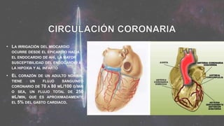 • LA IRRIGACIÓN DEL MIOCARDIO
OCURRE DESDE EL EPICARDIO HACIA
EL ENDOCARDIO DE AHÍ, LA MAYOR
SUSCEPTIBILIDAD DEL ENDOCARDIO A
LA HIPOXIA Y AL INFARTO
• EL CORAZÓN DE UN ADULTO NORMAL
TIENE UN FLUJO SANGUÍNEO
CORONARIO DE 70 A 80 ML/100 G/MIN
O SEA, UN FLUJO TOTAL DE 250
ML/MIN, QUE ES APROXIMADAMENTE
EL 5% DEL GASTO CARDIACO.
 