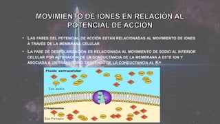 • LAS FASES DEL POTENCIAL DE ACCIÓN ESTÁN RELACIONADAS AL MOVIMIENTO DE IONES
A TRAVÉS DE LA MEMBRANA CELULAR
• LA FASE DE DESPOLARIZACIÓN ES RELACIONADA AL MOVIMIENTO DE SODIO AL INTERIOR
CELULAR POR ALTERACIÓN DE LA CONDUCTANCIA DE LA MEMBRANA A ESTE ION Y
ASOCIADA A UN TRANSITORIO DESCENSO DE LA CONDUCTANCIA AL K+
 