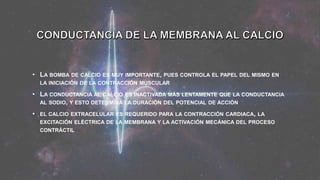 • LA BOMBA DE CALCIO ES MUY IMPORTANTE, PUES CONTROLA EL PAPEL DEL MISMO EN
LA INICIACIÓN DE LA CONTRACCIÓN MUSCULAR
• LA CONDUCTANCIA AL CALCIO ES INACTIVADA MÁS LENTAMENTE QUE LA CONDUCTANCIA
AL SODIO, Y ESTO DETERMINA LA DURACIÓN DEL POTENCIAL DE ACCIÓN
• EL CALCIO EXTRACELULAR ES REQUERIDO PARA LA CONTRACCIÓN CARDIACA, LA
EXCITACIÓN ELÉCTRICA DE LA MEMBRANA Y LA ACTIVACIÓN MECÁNICA DEL PROCESO
CONTRÁCTIL
 