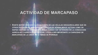 • EXISTE MAYOR FRECUENCIA EN LA CHISPA DE LAS CÉLULAS SINOAURICULARES QUE EN
OTROS POTENCIALES MARCAPASOS, LOS CUALES NORMALMENTE ACTÚAN COMO UN
RÁPIDO SISTEMA DE CONDUCCIÓN. SÓLO CUANDO HAY DETERIORO EN LA CONDUCCIÓN
AURICULAR O AURICULOVENTRICULAR, LLEGA A SER IMPORTANTE LA CAPACIDAD DE
MARCAPASO DE LA UNIÓN AV O FIBRAS DE PURKINJE
 
