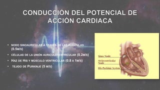 • NODO SINOAURICULAR A TRAVÉS DE LAS AURÍCULAS
(0.5M/S)
• CÉLULAS DE LA UNIÓN AURICULOVENTRICULAR (0.2M/S)
• HAZ DE HIS Y MÚSCULO VENTRICULAR (0.8 A 1M/S)
• TEJIDO DE PURKINJE (5 M/S)
 