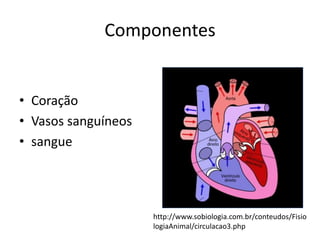 Componentes


• Coração
• Vasos sanguíneos
• sangue




                     http://www.sobiologia.com.br/conteudos/Fisio
                     logiaAnimal/circulacao3.php
 