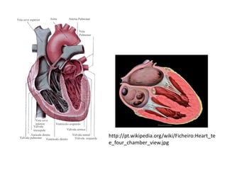 http://pt.wikipedia.org/wiki/Ficheiro:Heart_te
e_four_chamber_view.jpg
 