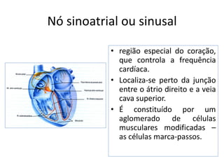 Nó sinoatrial ou sinusal

           • região especial do coração,
             que controla a frequência
             cardíaca.
           • Localiza-se perto da junção
             entre o átrio direito e a veia
             cava superior.
           • É constituído por um
             aglomerado de células
             musculares modificadas –
             as células marca-passos.
 