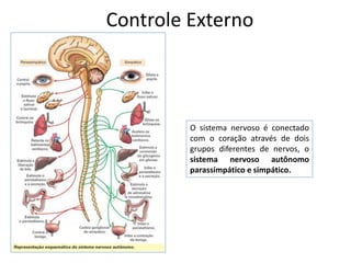 Controle Externo



         O sistema nervoso é conectado
         com o coração através de dois
         grupos diferentes de nervos, o
         sistema nervoso autônomo
         parassimpático e simpático.
 