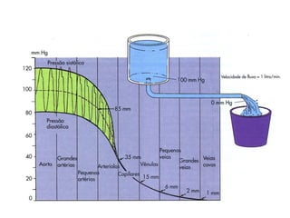 Fisiologia Cardiovascular   Prof  Vagner Sá