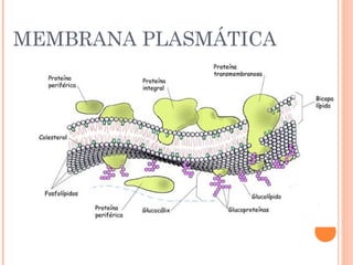 MEMBRANA PLASMÁTICA
 