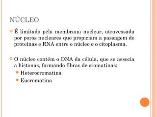 NÚCLEO
 É limitado pela membrana nuclear, atravessada
por poros nucleares que propiciam a passagem de
proteínas e RNA entre o núcleo e o citoplasma.
 O núcleo contém o DNA da célula, que se associa
a histonas, formando fibras de cromatinas:
Heterocromatina
Eucromatina
 