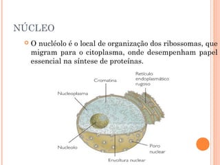 NÚCLEO
 O nucléolo é o local de organização dos ribossomas, que
migram para o citoplasma, onde desempenham papel
essencial na síntese de proteínas.
 