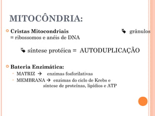 MITOCÔNDRIA:
 Cristas Mitocondriais  grânulos
= ribossomos e anéis de DNA
 síntese protéica = AUTODUPLICAÇÃO
 Bateria Enzimática:
• MATRIZ  enzimas fosforilativas
• MEMBRANA  enzimas do ciclo de Krebs e
síntese de proteínas, lipídios e ATP
 