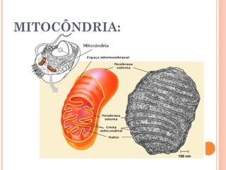 MITOCÔNDRIA:
 