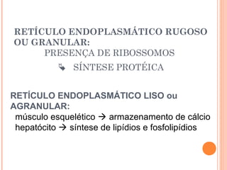 RETÍCULO ENDOPLASMÁTICO RUGOSO
OU GRANULAR:
PRESENÇA DE RIBOSSOMOS
 SÍNTESE PROTÉICA
RETÍCULO ENDOPLASMÁTICO LISO ou
AGRANULAR:
músculo esquelético  armazenamento de cálcio
hepatócito  síntese de lipídios e fosfolipídios
 
