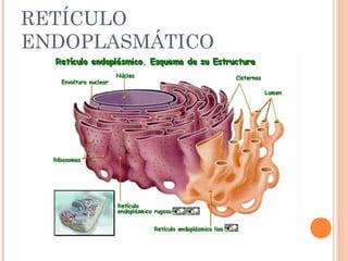 RETÍCULO
ENDOPLASMÁTICO
 