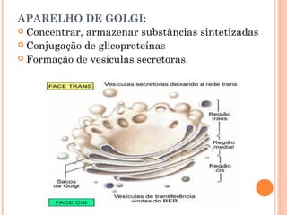 APARELHO DE GOLGI:
 Concentrar, armazenar substâncias sintetizadas
 Conjugação de glicoproteínas
 Formação de vesículas secretoras.
 