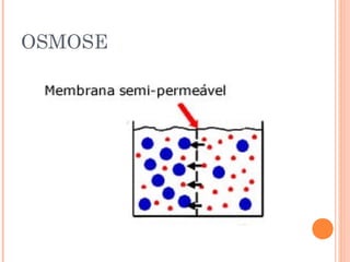 OSMOSE
 