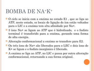 BOMBA DE NA+
K+
 O ciclo se inicia com a enzima no estado E1 , que se liga ao
ATP, neste estado, os locais de ligação do íon estão voltados
para o LIC e a enzima tem alta afinidade por Na+.
 3 íons Na+ se ligam ao ATP que é hidrolisado, e o fosfato
terminal é transferido para a enzima, gerando uma forma
de alta energia.
 Alteração conformacional a enzima se transfere para E2.
 Os três íons de Na+ são liberados para o LEC e dois íons de
K+ se ligam e o fosfato inorgânico é liberado.
 A enzima se liga ao ATP, no LIC e passa por outra alteração
conformacional, retornando a sua forma original.
 
